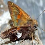 image of animal