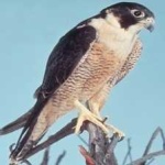 image of bird