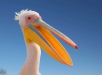 image of animal