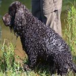 image of american_spaniel #32