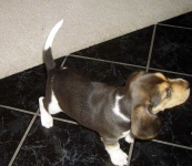 image of beagle