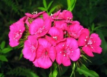 image of flower