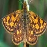 image of animal