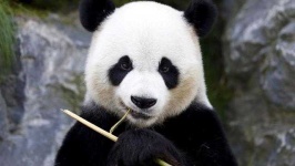 image of animal