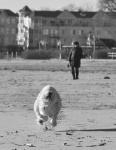image of soft_coated_wheaten_terrier