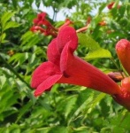 image of flower