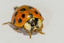 image of ladybugs #44