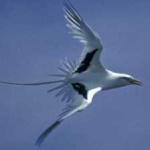 image of bird