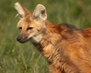 image of animal