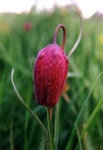 image of flower