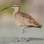 image of bird