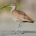 image of whimbrel #15