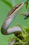 image of vine_snake