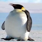 image of emperor_penguin #32