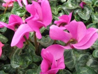 image of flower