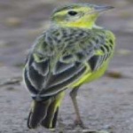image of bird