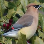image of bird