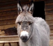 image of animal