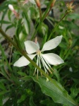 image of flower