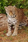 image of jaguar_car