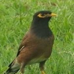 image of bird