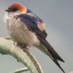 image of bird