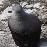 image of bird