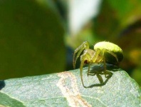 image of garden_spider