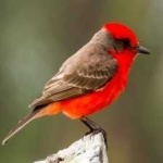 image of bird