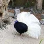 image of bulwers_pheasant #10