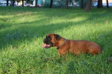 image of boxer