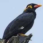 image of enggano_myna #12