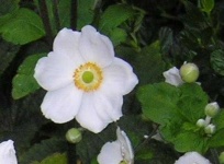 image of flower