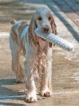 image of english_cocker_spaniel #14