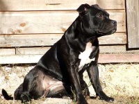 image of animal