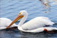 image of animal