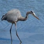 image of blue_heron #27