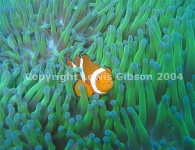 image of anemone_fish
