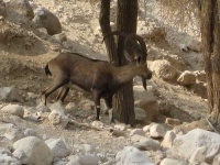 image of ibex