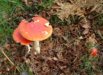image of agaric
