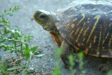 image of box_turtle