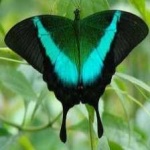 image of banded_butterfly #115