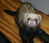 image of black_footed_ferret