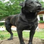 image of animal