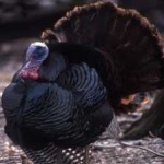 image of wild_turkey #2