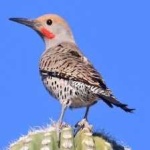 image of bird