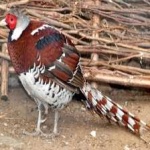 image of bird