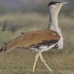 image of indian_bustard #6