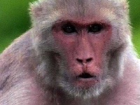 image of monkey #15