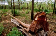 image of frilled_lizard
